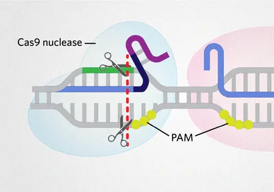 Graphic showing Cas9 introducing blunt end double-strand breaks in DNA while Cas12a introduces staggered cuts in the DNA.